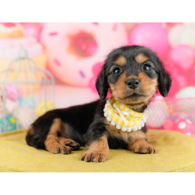 販売中の千葉県のミニチュアダックスフンド(ロングヘアード)-451159の3枚目