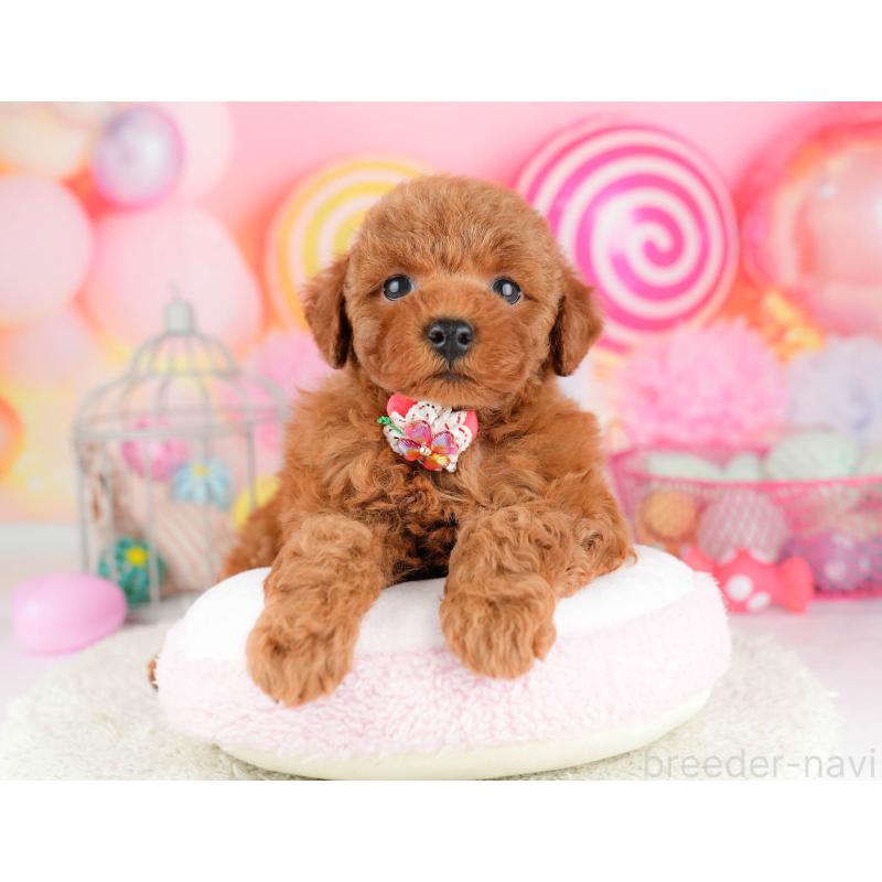 販売中の千葉県のトイプードル-451157の10枚目