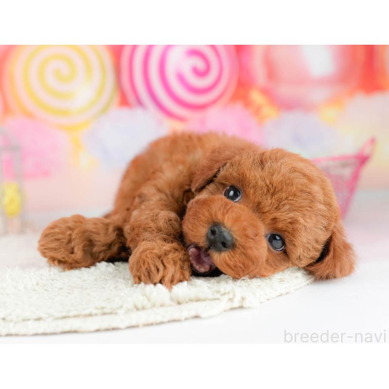 販売中の千葉県のトイプードル-451157の8枚目