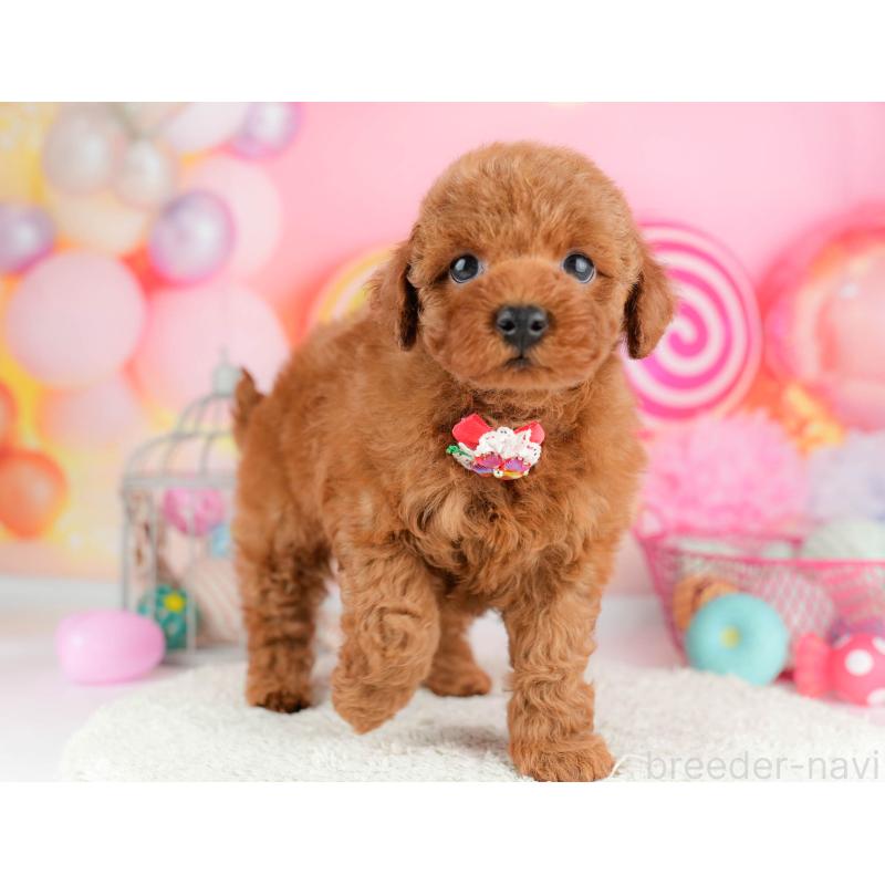 販売中の千葉県のトイプードル-451157の7枚目