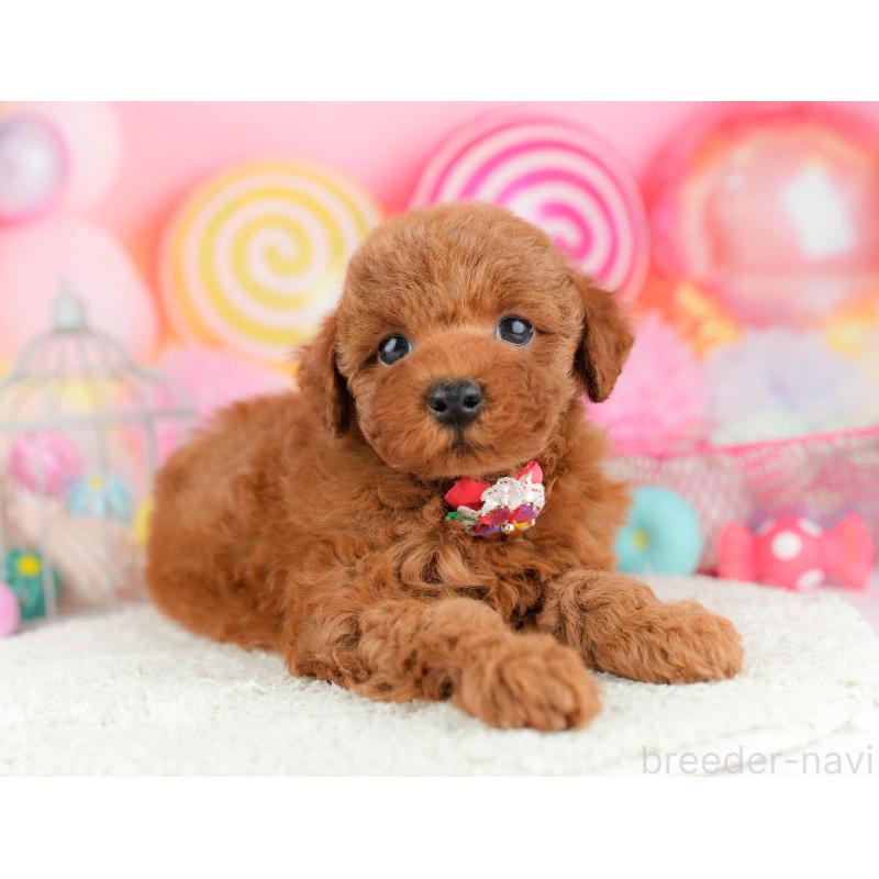 販売中の千葉県のトイプードル-451157の6枚目