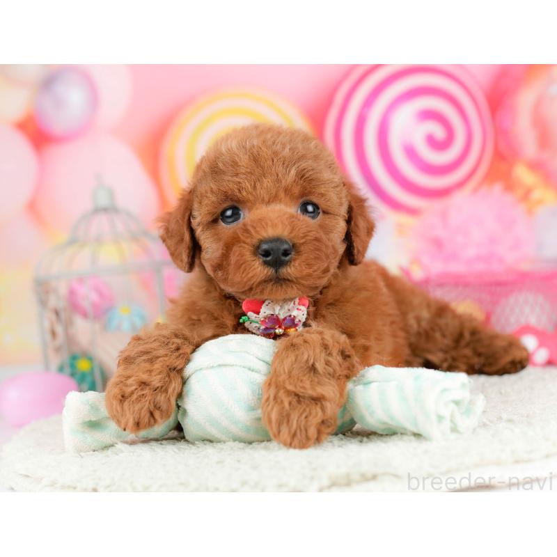 販売中の千葉県のトイプードル-451157の5枚目