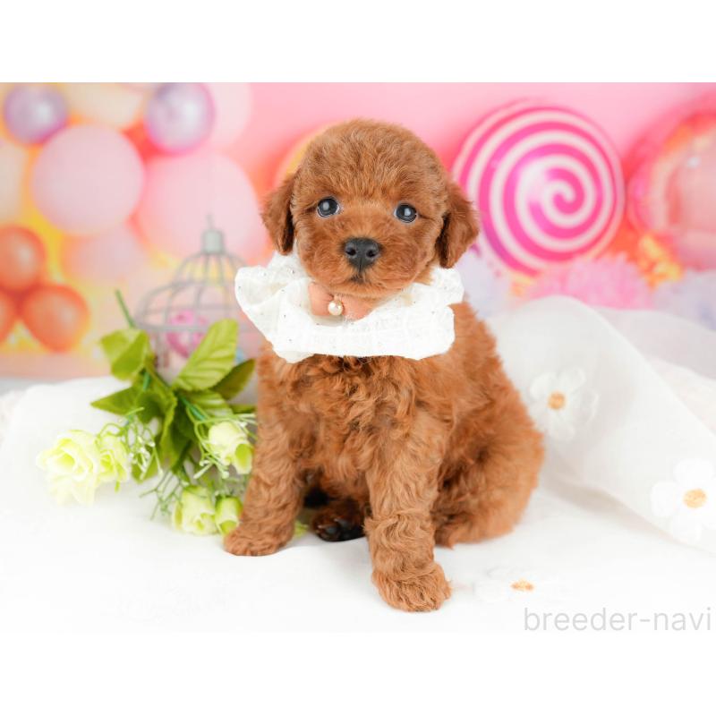 販売中の千葉県のトイプードル-451157の4枚目