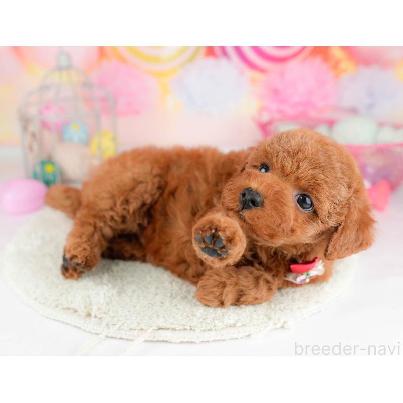 販売中の千葉県のトイプードル-451157の3枚目