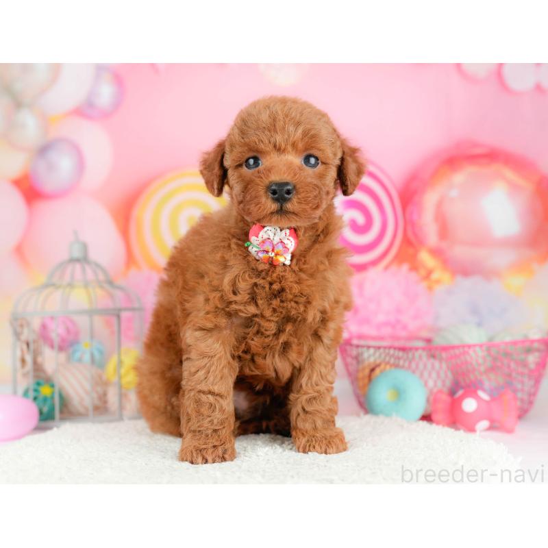 販売中の千葉県のトイプードル-451157