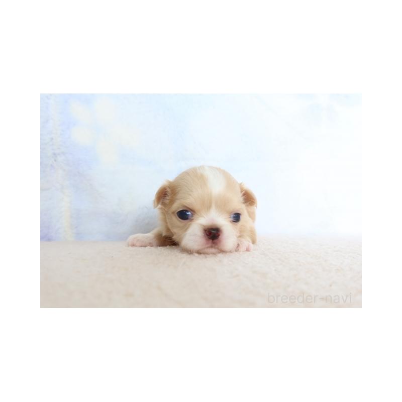 販売中の熊本県のミックス犬-450883