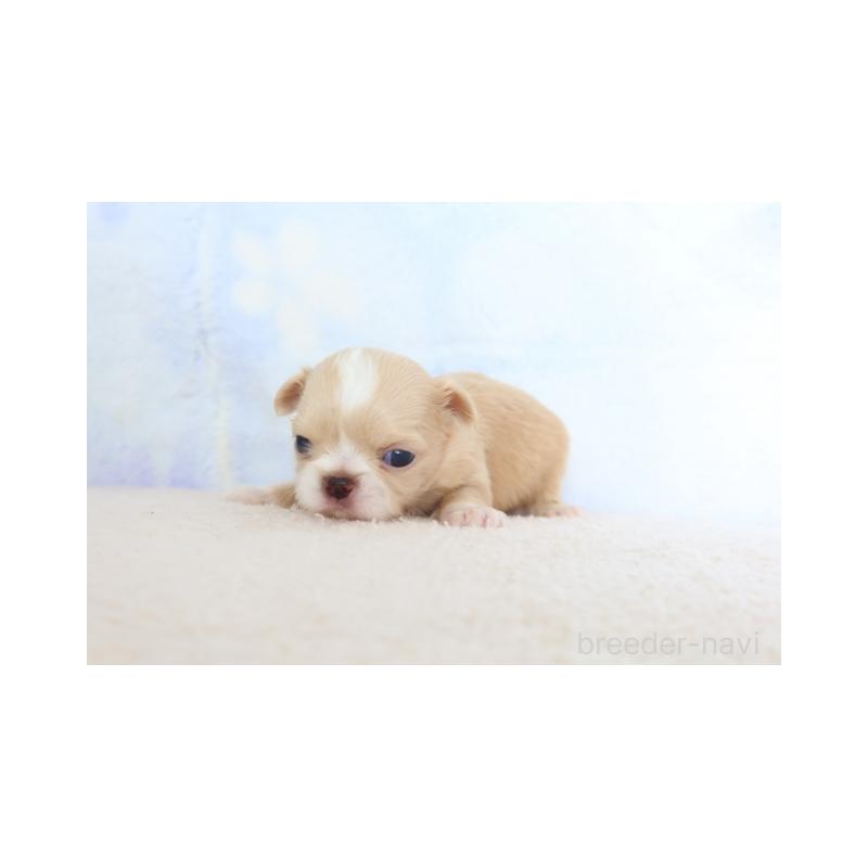 販売中の熊本県のミックス犬-450883の3枚目