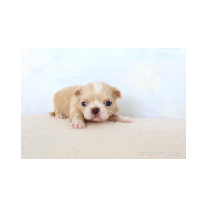 販売中の熊本県のミックス犬-450883の2枚目