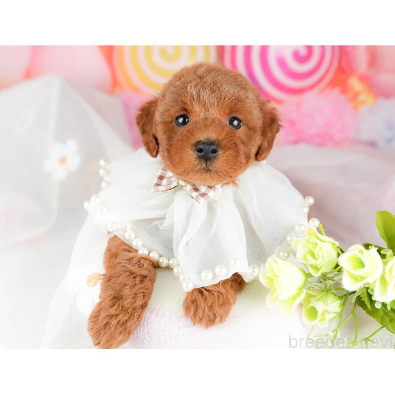 販売中の千葉県のトイプードル-451156の15枚目