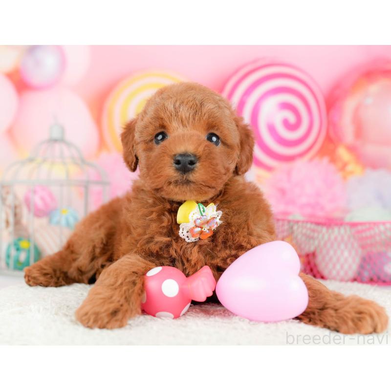 販売中の千葉県のトイプードル-451156の11枚目