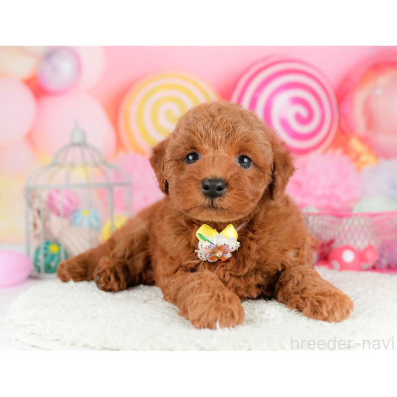 販売中の千葉県のトイプードル-451156の10枚目