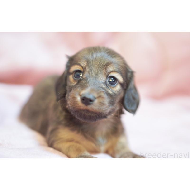 販売中の滋賀県のカニンヘンダックスフンド(ロングヘアード)-450884の18枚目