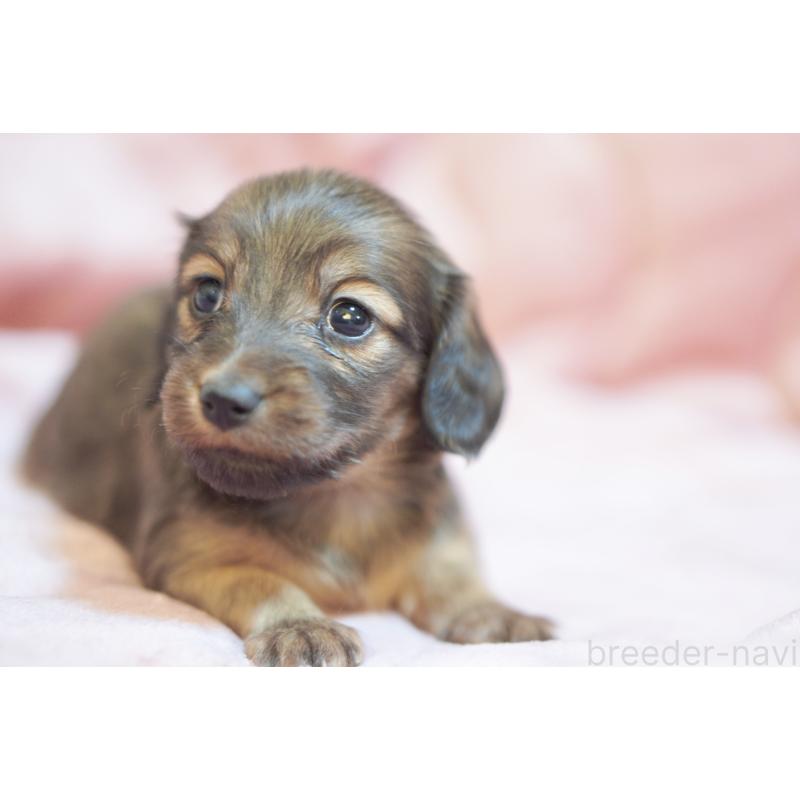 販売中の滋賀県のカニンヘンダックスフンド(ロングヘアード)-450884の17枚目