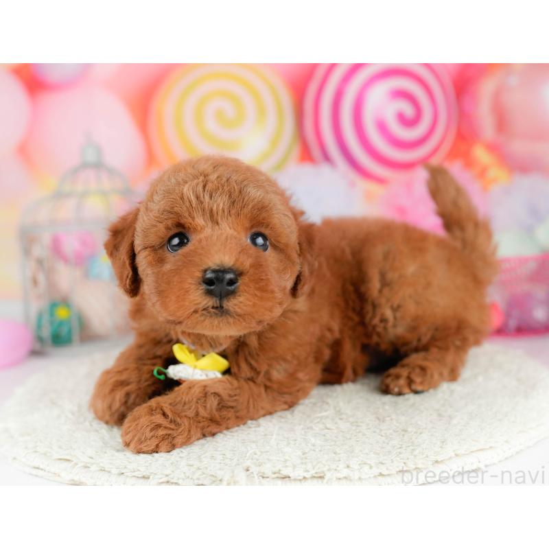 販売中の千葉県のトイプードル-451156の6枚目