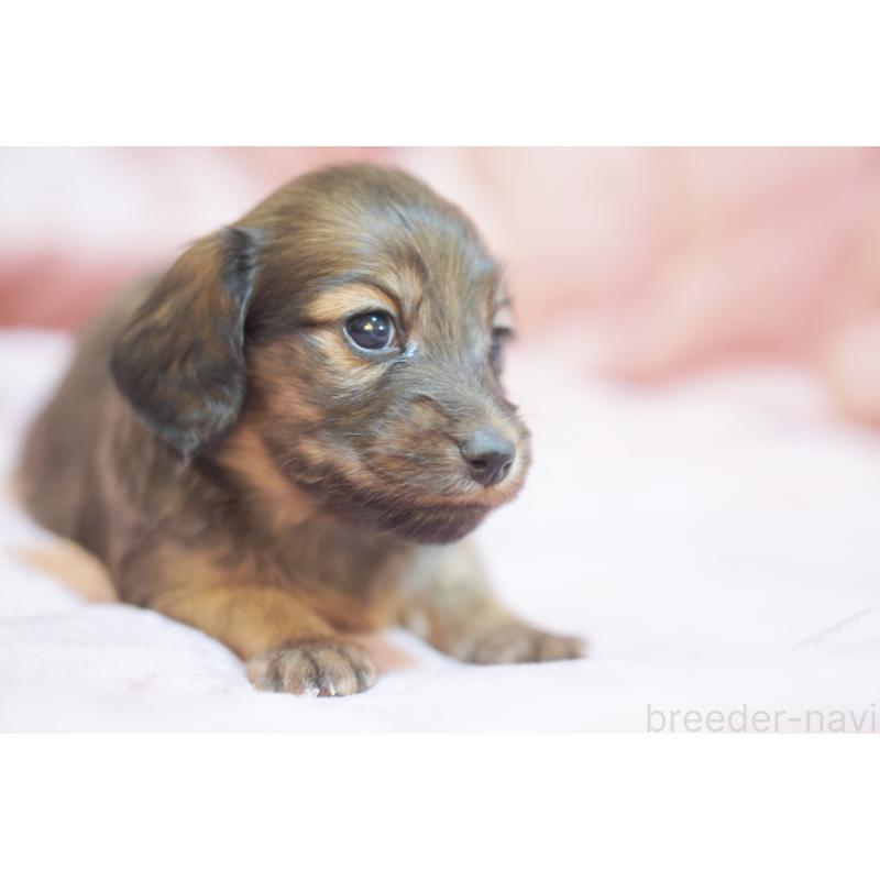 販売中の滋賀県のカニンヘンダックスフンド(ロングヘアード)-450884の16枚目