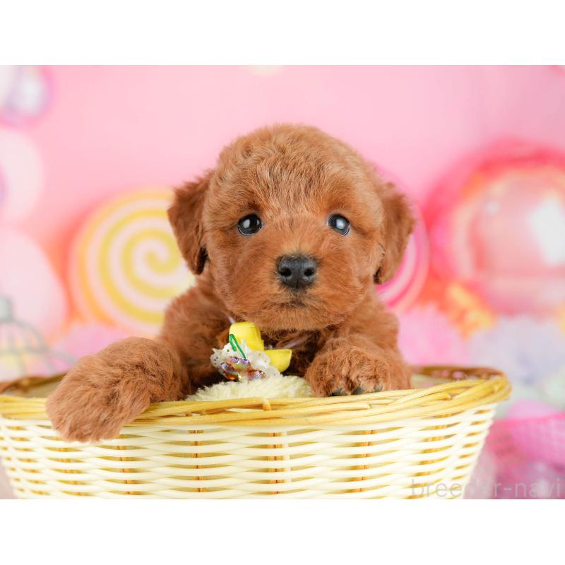 販売中の千葉県のトイプードル-451156の4枚目