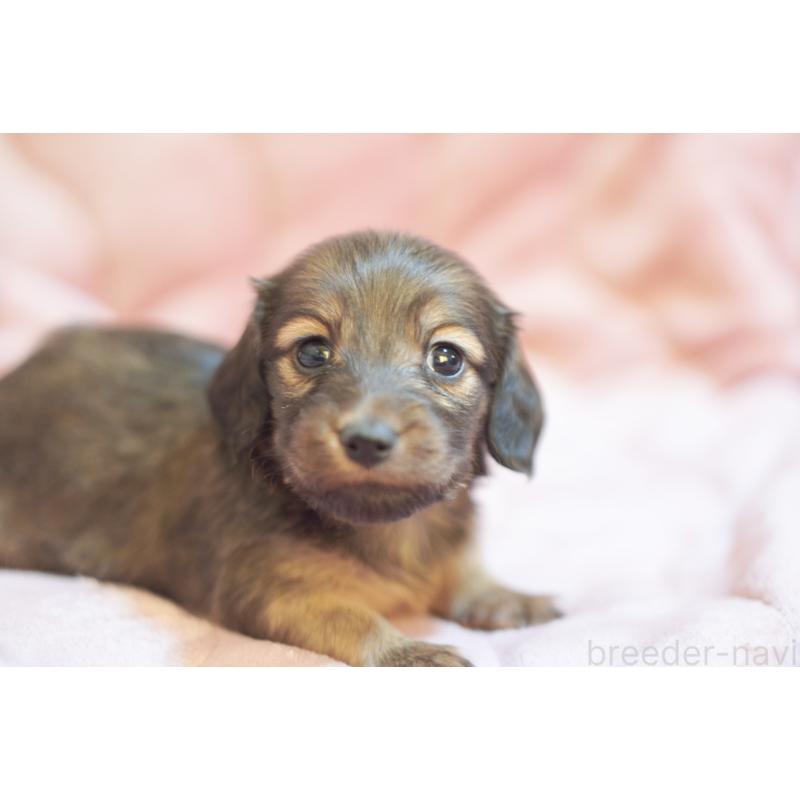 販売中の滋賀県のカニンヘンダックスフンド(ロングヘアード)-450884の15枚目