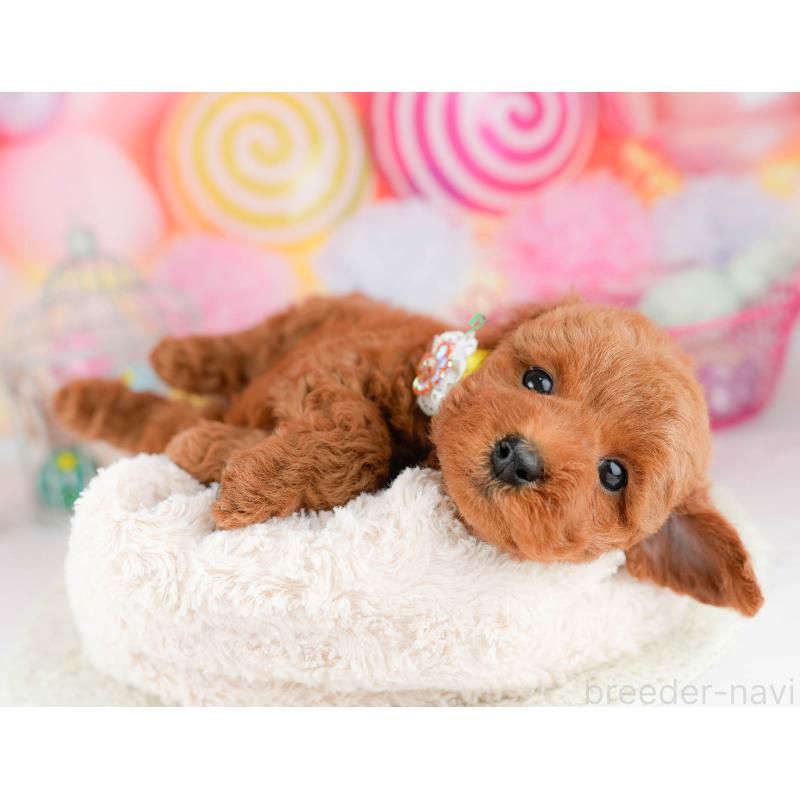 販売中の千葉県のトイプードル-451156の2枚目