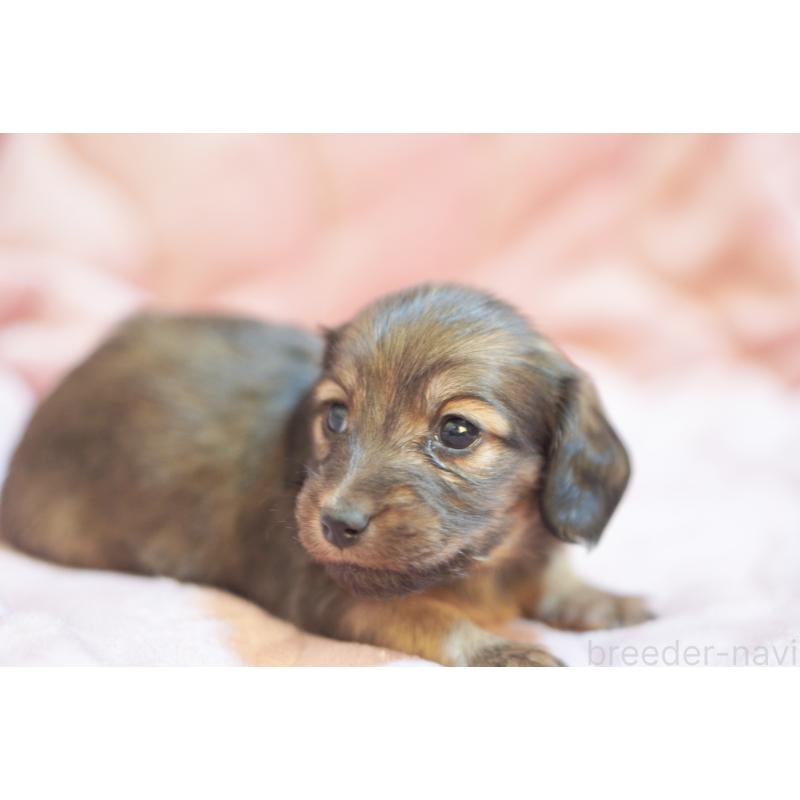 販売中の滋賀県のカニンヘンダックスフンド(ロングヘアード)-450884の14枚目