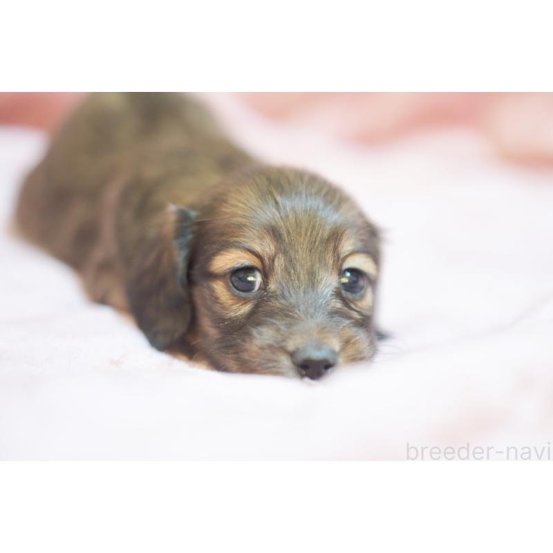 販売中の滋賀県のカニンヘンダックスフンド(ロングヘアード)-450884の13枚目