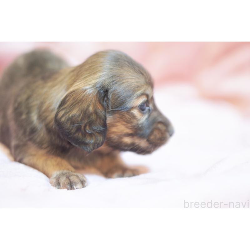 販売中の滋賀県のカニンヘンダックスフンド(ロングヘアード)-450884の12枚目