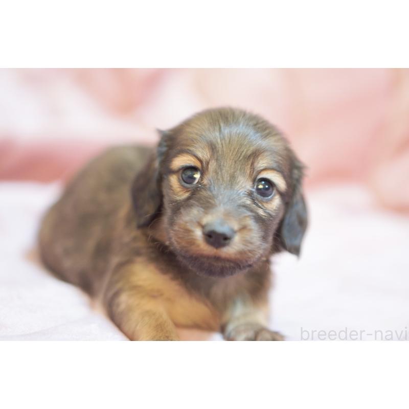 販売中の滋賀県のカニンヘンダックスフンド(ロングヘアード)-450884の11枚目