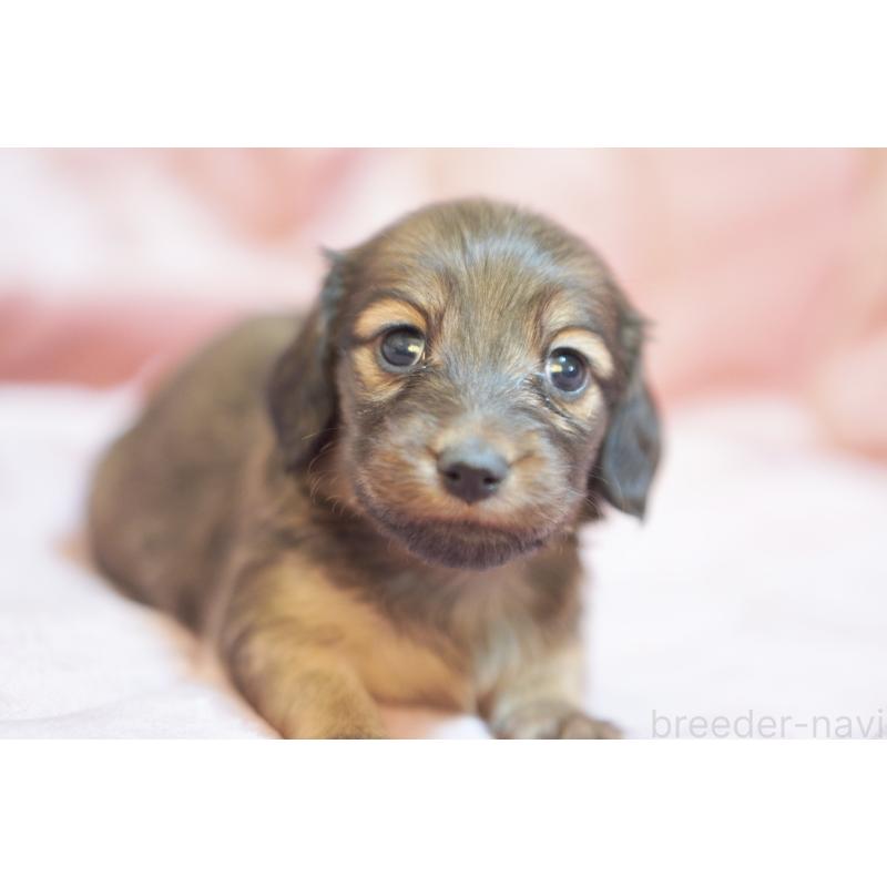 販売中の滋賀県のカニンヘンダックスフンド(ロングヘアード)-450884の10枚目