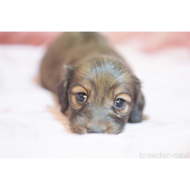 販売中の滋賀県のカニンヘンダックスフンド(ロングヘアード)-450884の9枚目