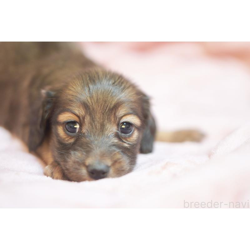 販売中の滋賀県のカニンヘンダックスフンド(ロングヘアード)-450884の7枚目