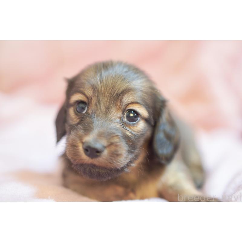 販売中の滋賀県のカニンヘンダックスフンド(ロングヘアード)-450884の6枚目