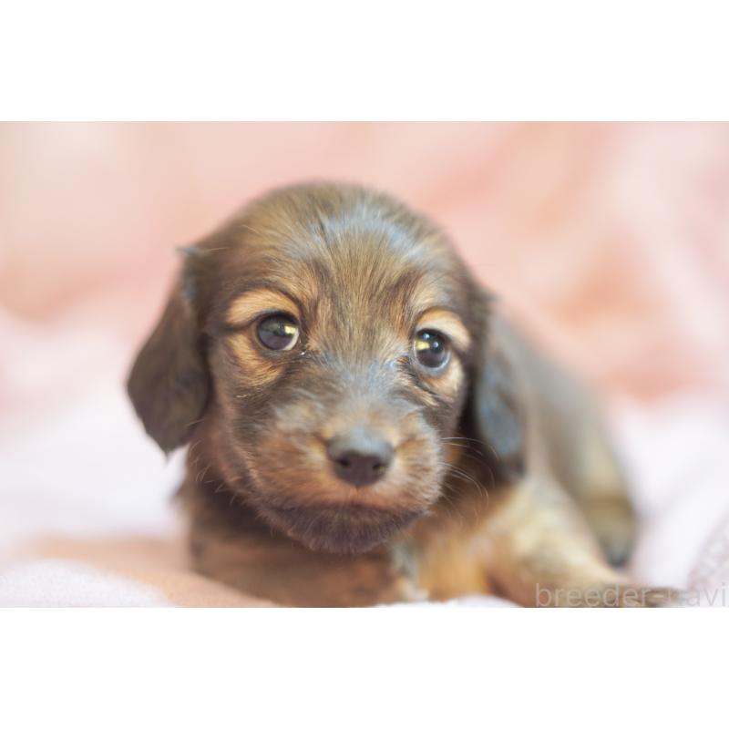 販売中の滋賀県のカニンヘンダックスフンド(ロングヘアード)-450884の5枚目