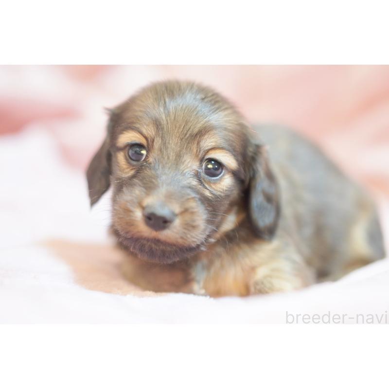 販売中の滋賀県のカニンヘンダックスフンド(ロングヘアード)-450884の4枚目