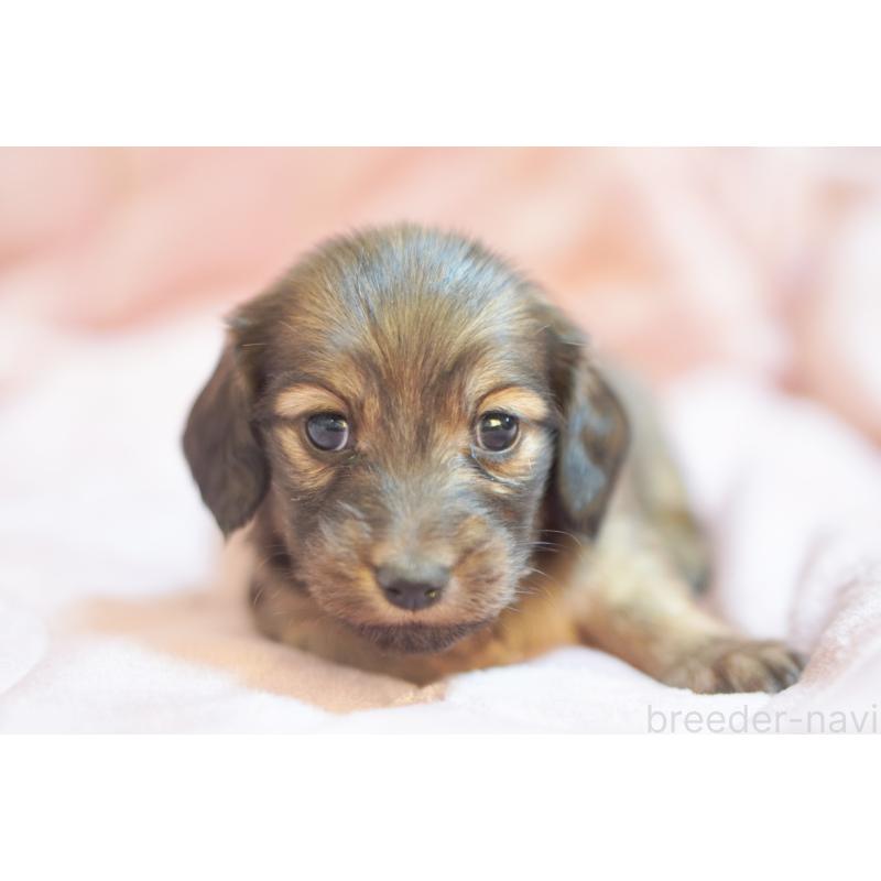 販売中の滋賀県のカニンヘンダックスフンド(ロングヘアード)-450884の3枚目