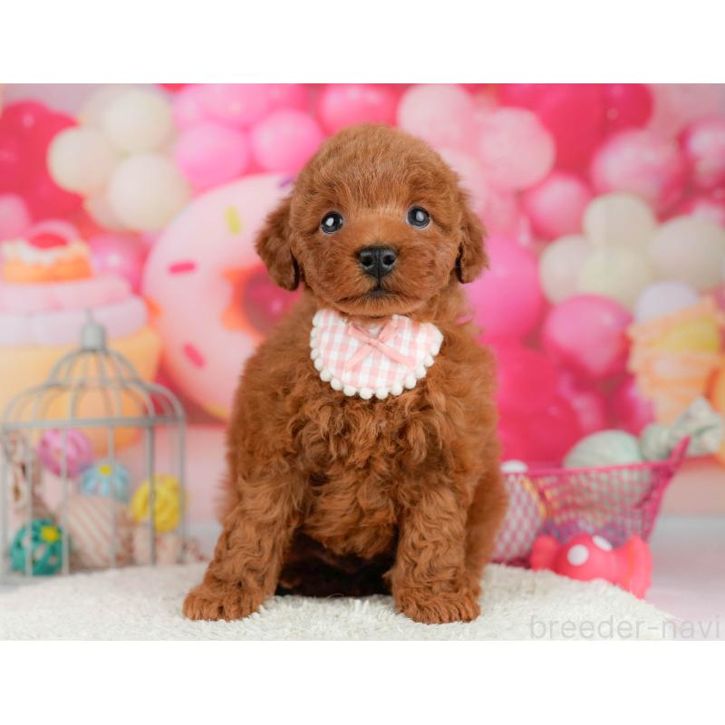 販売中の千葉県のトイプードル-451155