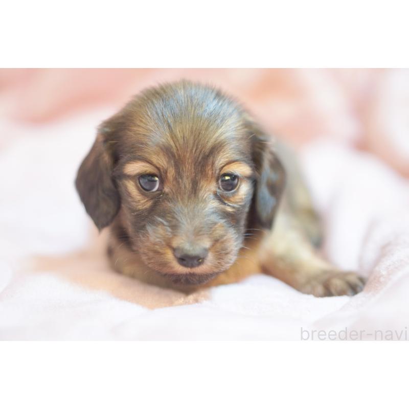 販売中の滋賀県のカニンヘンダックスフンド(ロングヘアード)-450884の2枚目