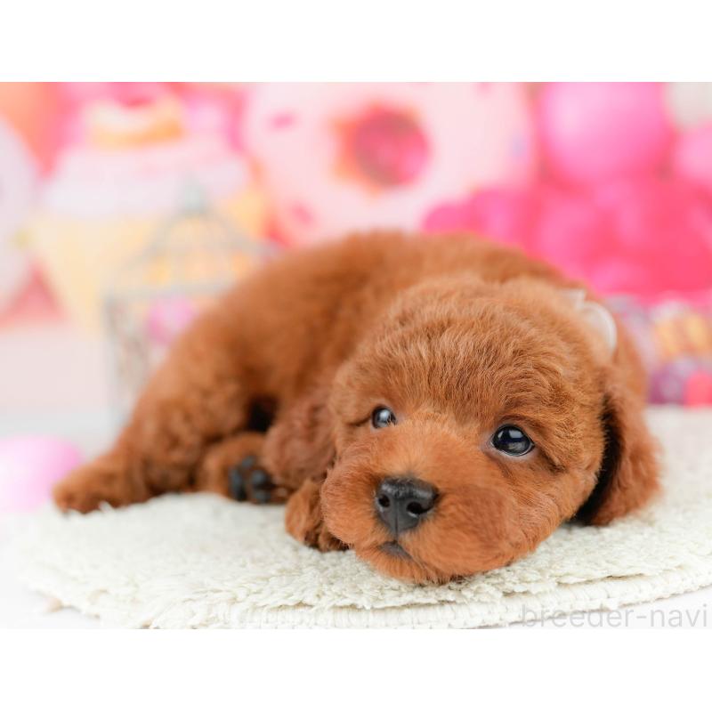 販売中の千葉県のトイプードル-451155の10枚目