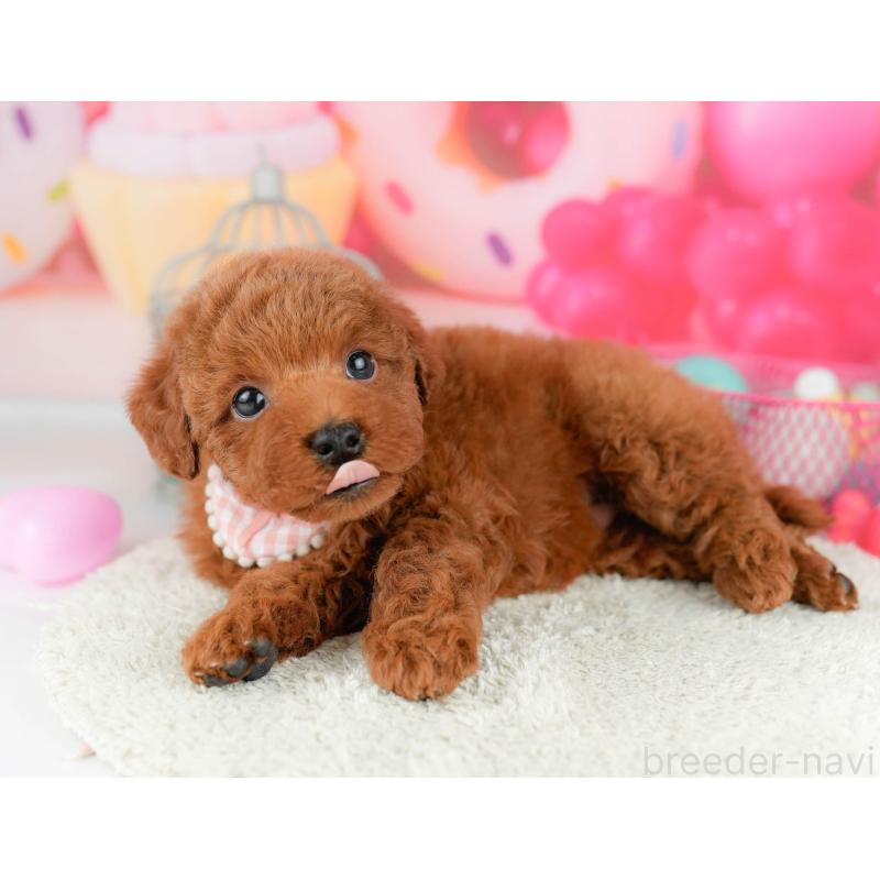 販売中の千葉県のトイプードル-451155の9枚目