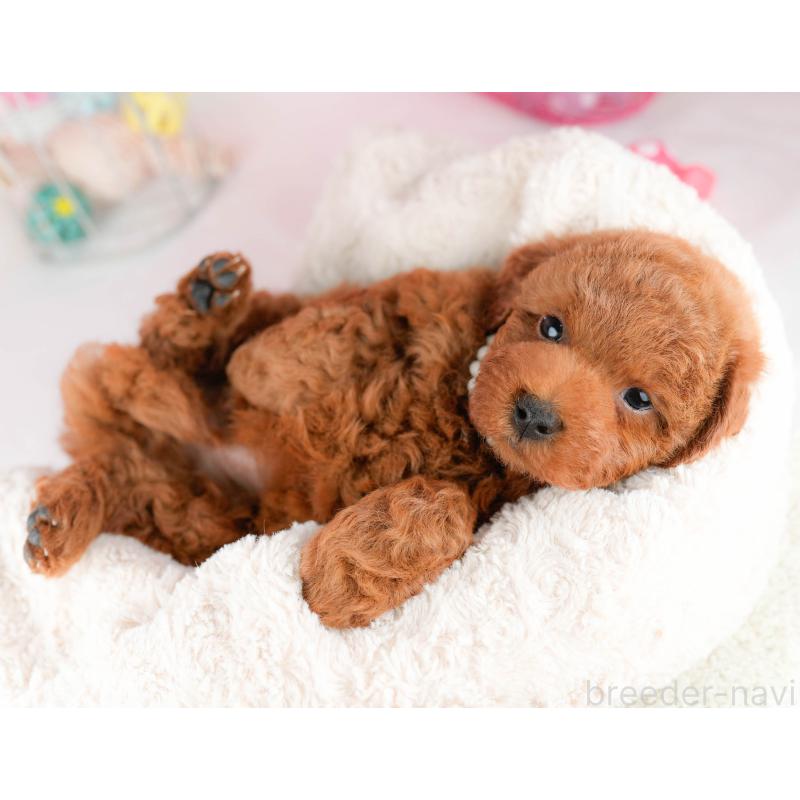 販売中の千葉県のトイプードル-451155の7枚目