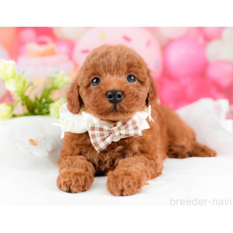 販売中の千葉県のトイプードル-451155の4枚目