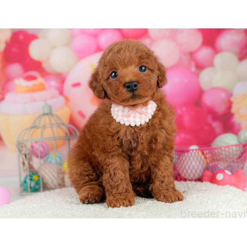 販売中の千葉県のトイプードル-451155の3枚目