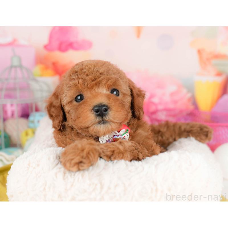 販売中の千葉県のトイプードル-451153の10枚目