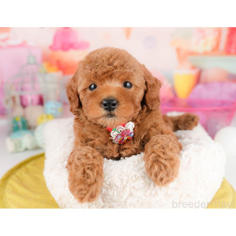 販売中の千葉県のトイプードル-451153の9枚目