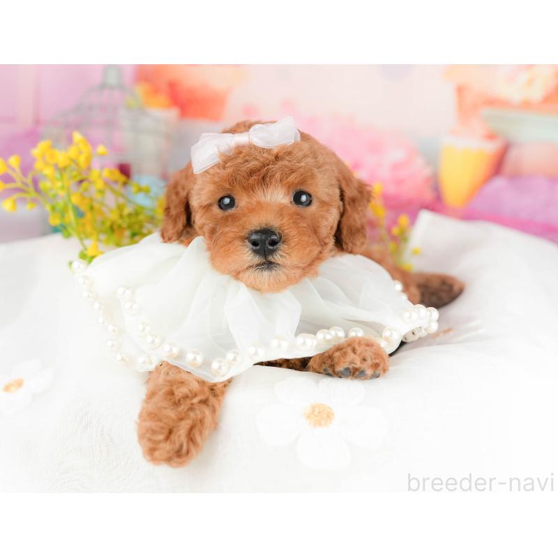 販売中の千葉県のトイプードル-451153の8枚目