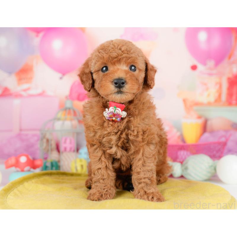 販売中の千葉県のトイプードル-451153の7枚目