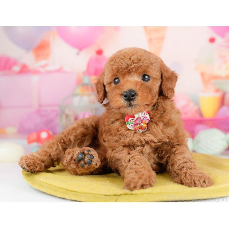 販売中の千葉県のトイプードル-451153の5枚目