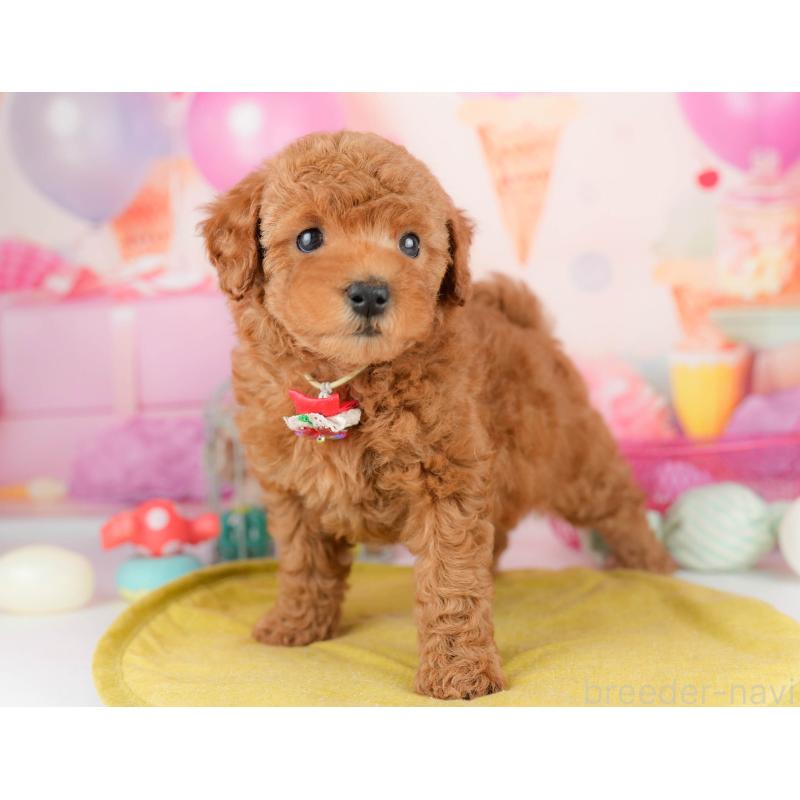 販売中の千葉県のトイプードル-451153の4枚目