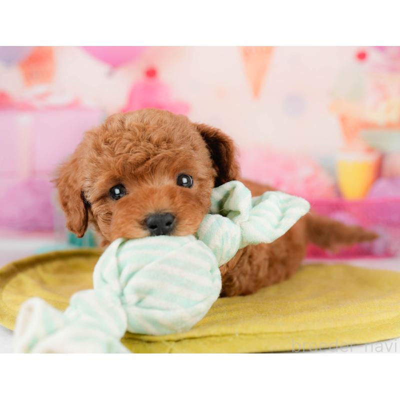 販売中の千葉県のトイプードル-451153の3枚目