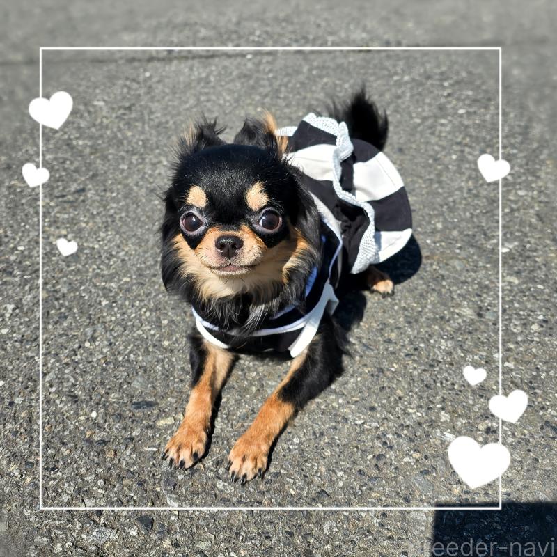 販売中の東京都のチワワ(ロングコート)-423308