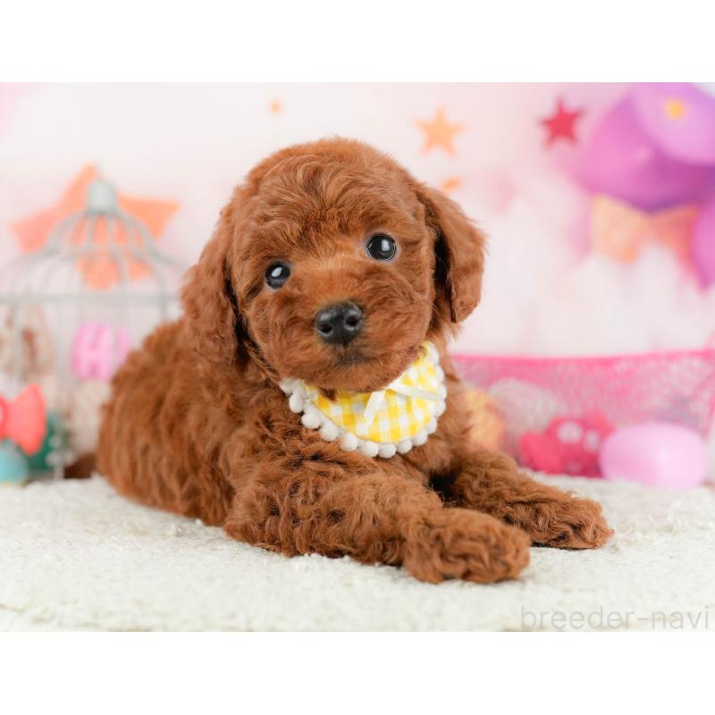 販売中の千葉県のトイプードル-451151の9枚目