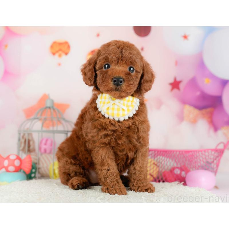 販売中の千葉県のトイプードル-451151の1枚目